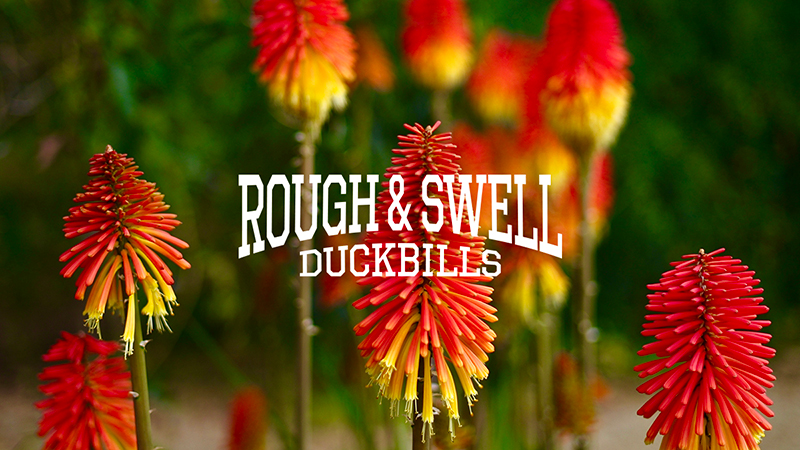 rough & swell | ラフ アンド スウェル